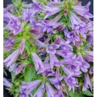 Campanula Hybrida Viking