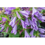 Campanula Hybrida Viking