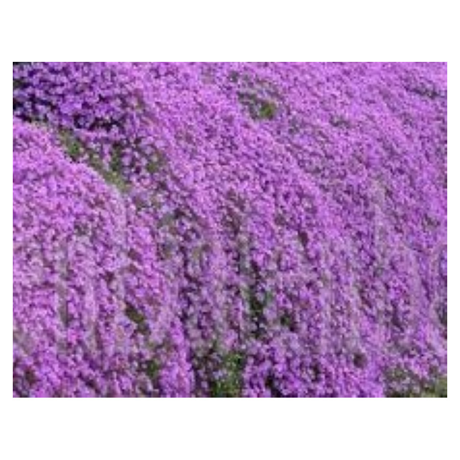 Aubrieta Axcent Deep Purple Impreza