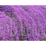 Aubrieta Axcent Deep Purple...