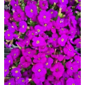 Aubrieta Axcent Deep Purple...