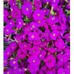 Aubrieta Axcent Deep Purple Impreza