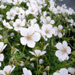 Geranium clarkei Kashmir White Bodziszek