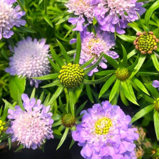 Scabiosa Japonica var....