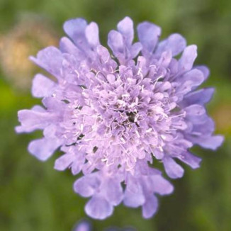 Scabiosa Japonica var....