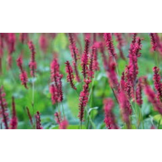 Persicaria Amplexicaulis...