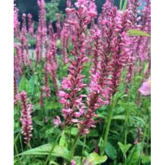 Persicaria Amplexicaulis...