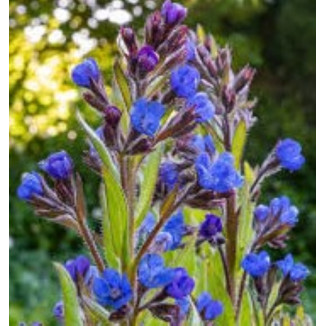 Anchusa Azurea Royalist