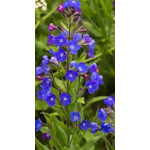 Anchusa Azurea Royalist