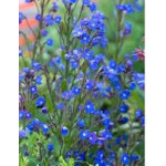 Anchusa Azurea Royalist