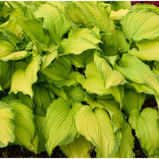 Hosta First Dance Funkia