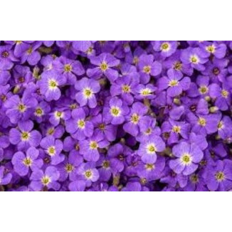 Aubrieta Axcent Light Blue