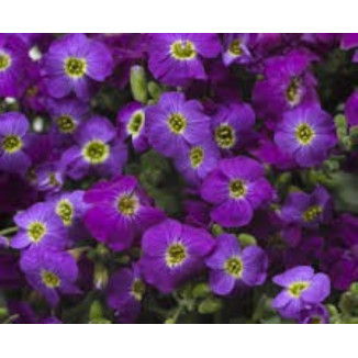 Aubrieta Axcent Light Blue