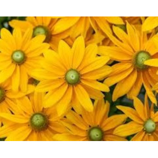 Rudbeckia Hybrida Kick Star