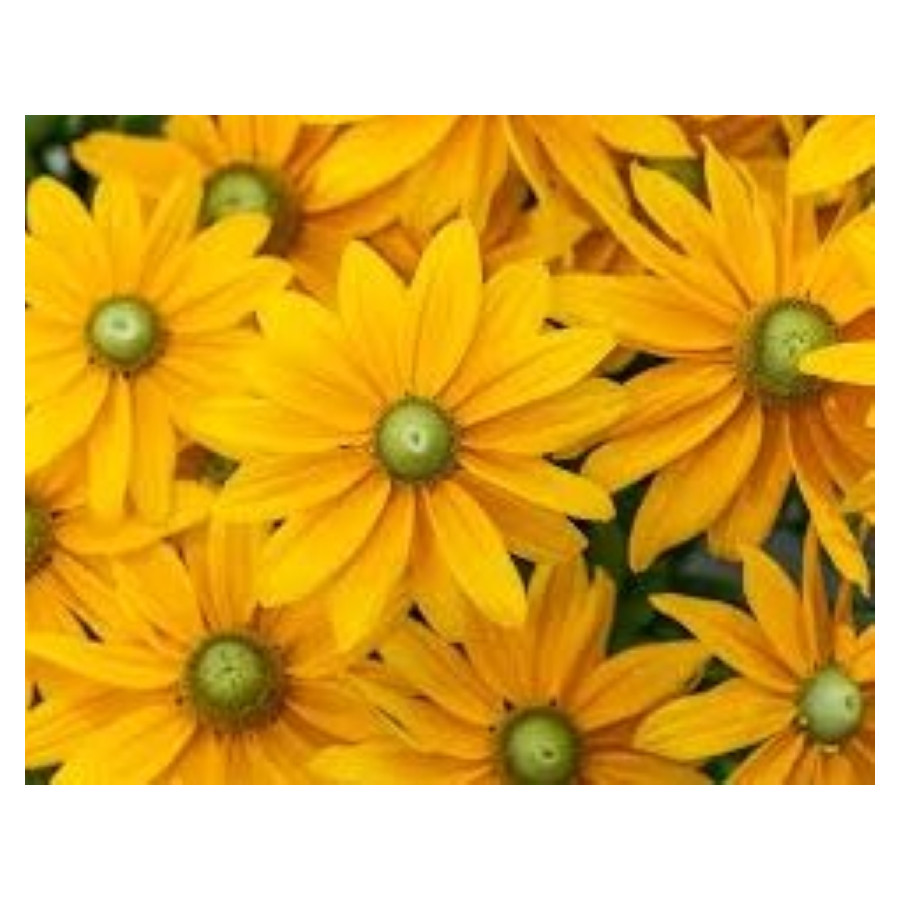 Rudbeckia Hybrida Kick Star