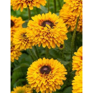 Rudbeckia SmileyZ Double...