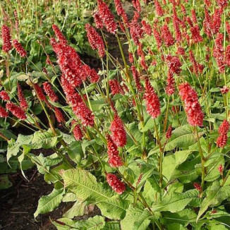 Persicaria amplexicaulis JS...