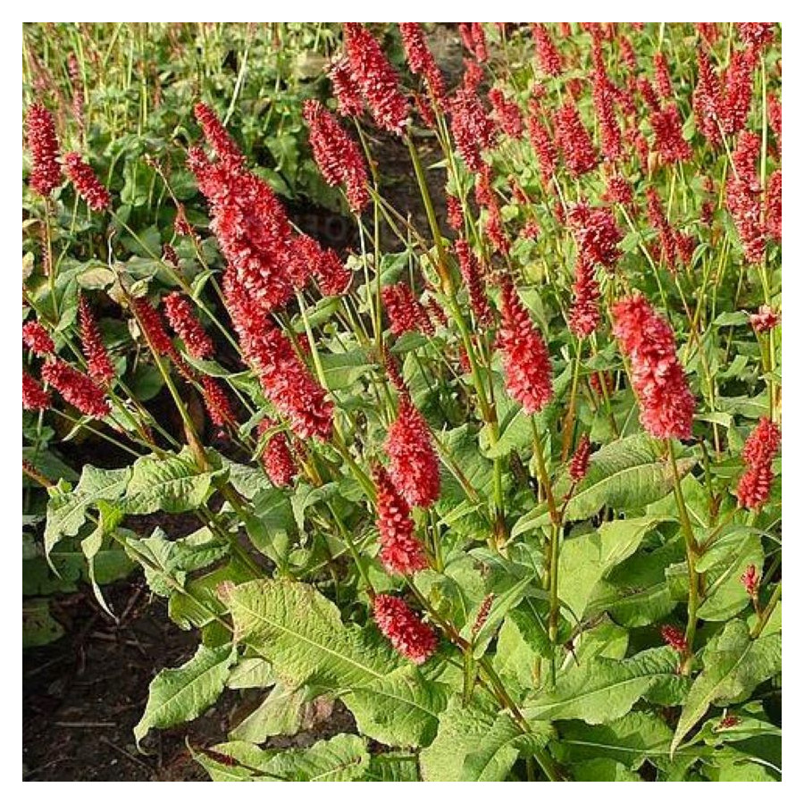 Persicaria amplexicaulis JS Calor Rdest himalajski