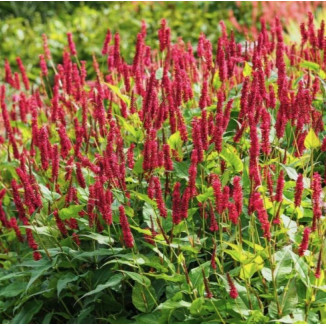 Persicaria amplexicaulis JS...