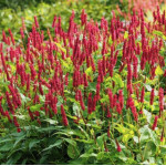 Persicaria amplexicaulis JS Calor Rdest himalajski