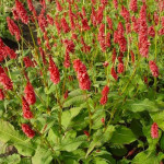 Persicaria amplexicaulis JS Calor Rdest himalajski