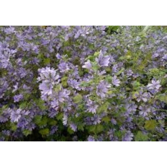 Malva Sylvestris Primley blue