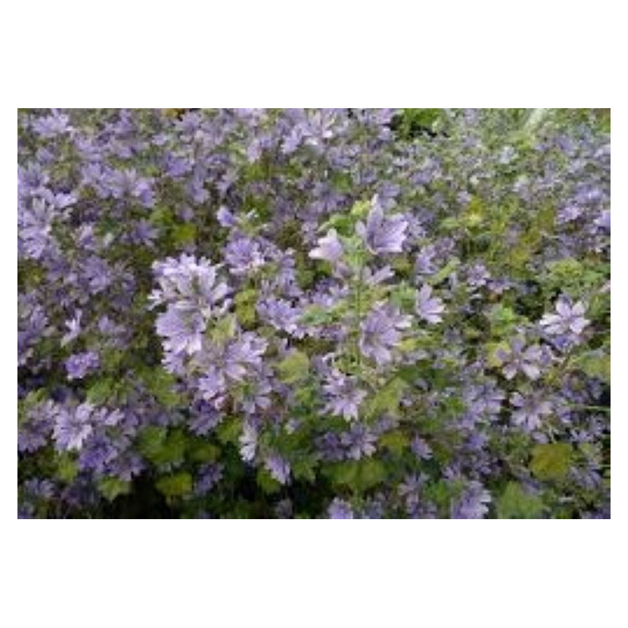 Malva Sylvestris Primley blue