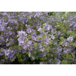 Malva Sylvestris Primley blue