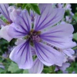 Malva Sylvestris Primley blue