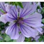 Alcea Malva Sylvestris Primley blue