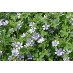 Malva Sylvestris Primley blue