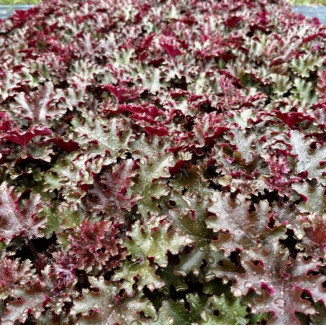 Heuchera World Caffe Lungo...