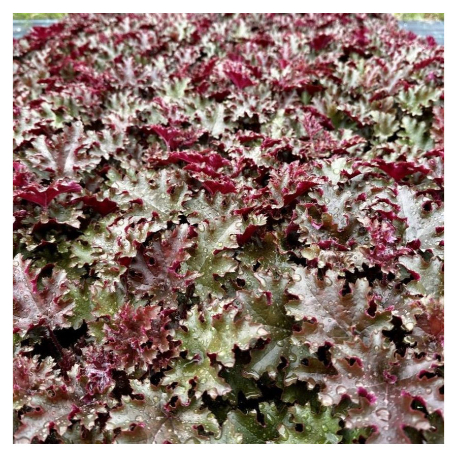 Heuchera World Caffe Lungo Żurawka