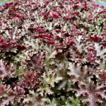 Heuchera World Caffe Lungo...