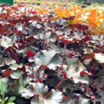 Heuchera World Caffe Lungo Żurawka