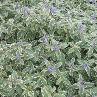 Caryopteris clandonensis...