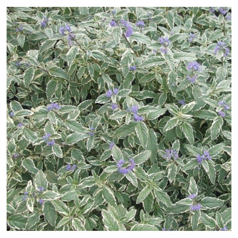 Caryopteris clandonensis White Surprise