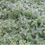 Caryopteris clandonensis White Surprise