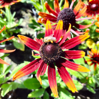 Rudbeckia SmileyZ Happy...