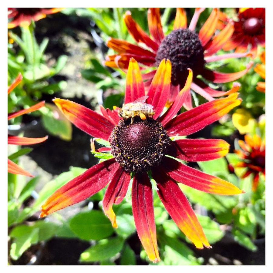 Rudbeckia SmileyZ Happy Rudbekia