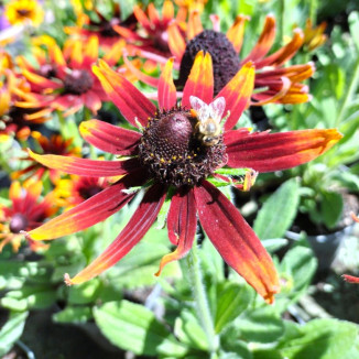 Rudbeckia SmileyZ Happy...