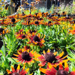 Rudbeckia SmileyZ Happy Rudbekia