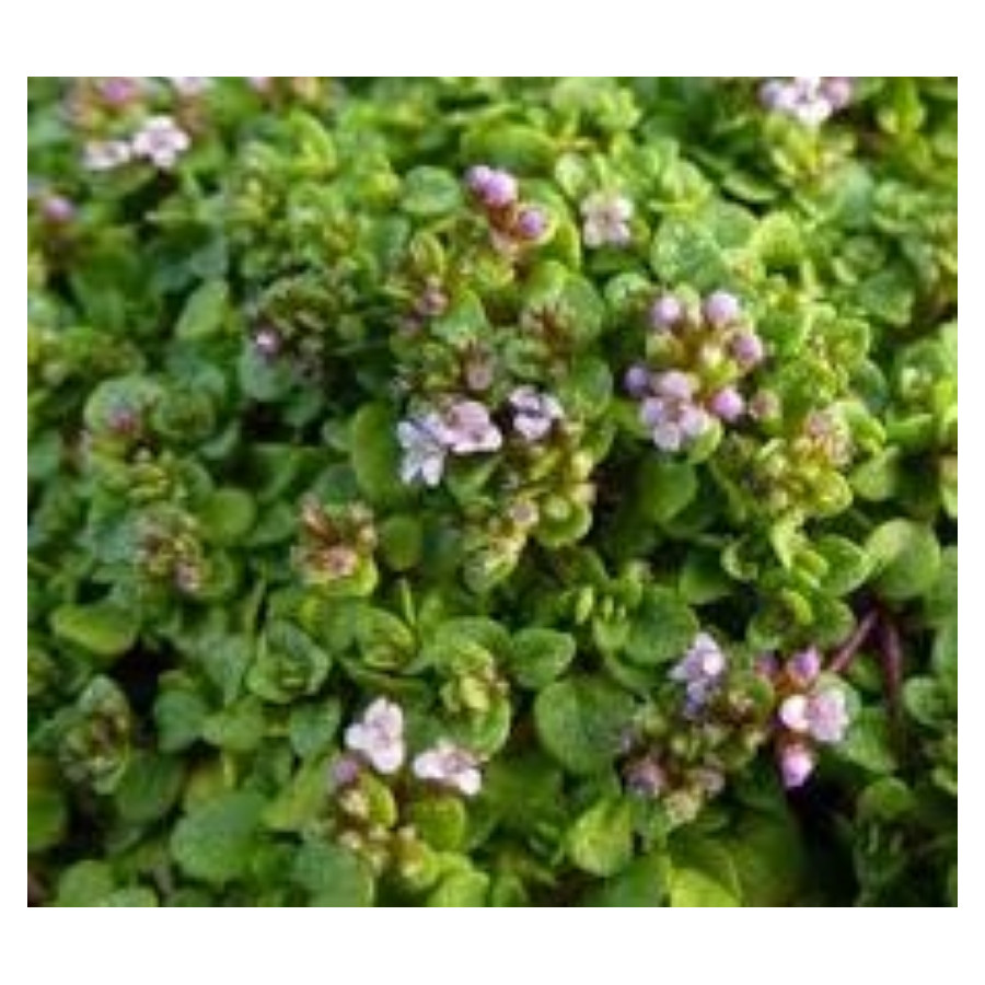 Mentha Rotundifolia Eau de Cologne