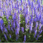 Salvia nemorosa Salute Deep Blue Imp. Szałwia omszona