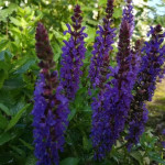 Salvia nemorosa Salute Deep Blue Imp. Szałwia omszona