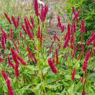 Persicaria amplexicaulis JS...