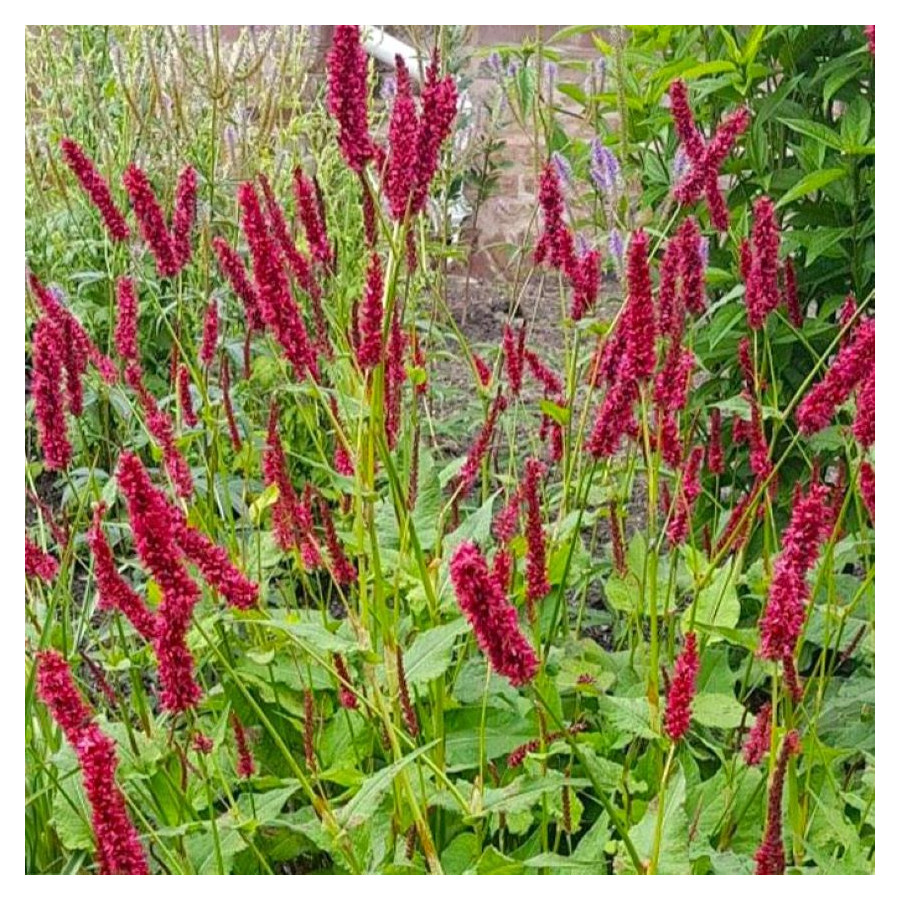 Persicaria amplexicaulis JS Keep Smiling Rdest himalajski