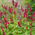 Persicaria amplexicaulis JS Keep Smiling Rdest himalajski