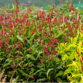 Persicaria amplexicaulis JS...