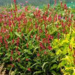 Persicaria amplexicaulis JS Keep Smiling Rdest himalajski